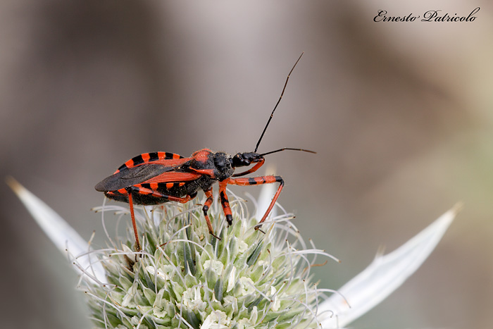 Rhynocoris-iracundus-